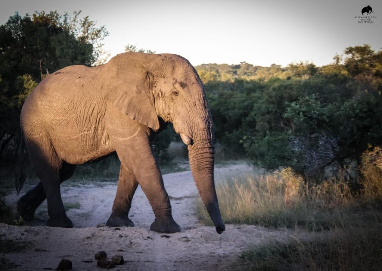 Elephant Plains Game Lodge Sabi Sand Game Reserve Eksteriør billede