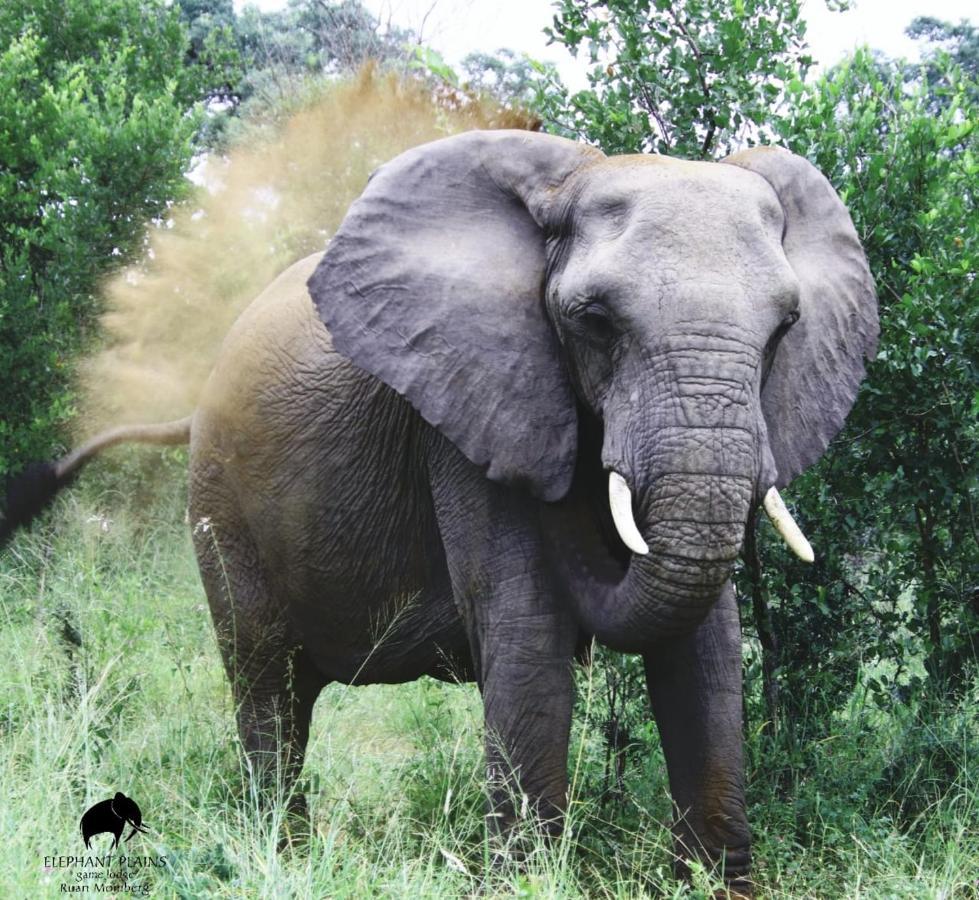 Elephant Plains Game Lodge Sabi Sand Game Reserve Eksteriør billede