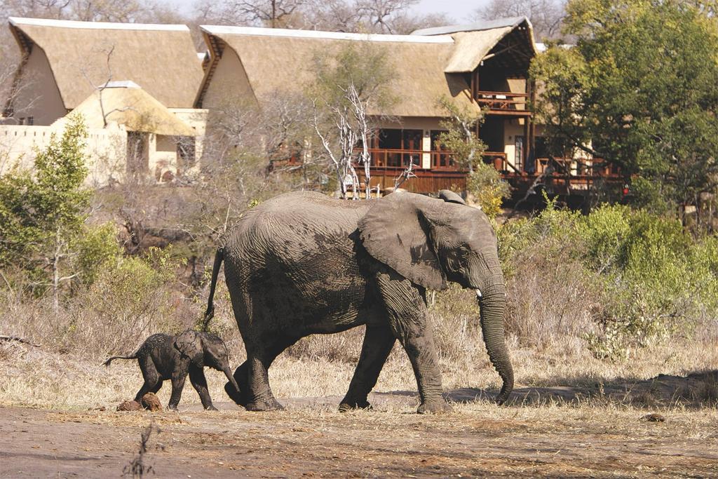 Elephant Plains Game Lodge Sabi Sand Game Reserve Eksteriør billede